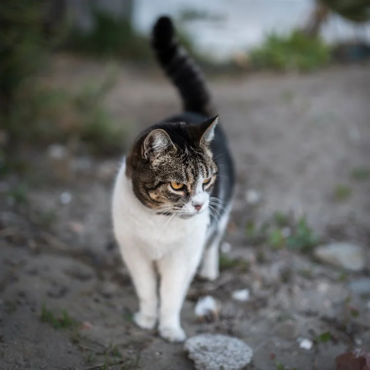 Gatitos